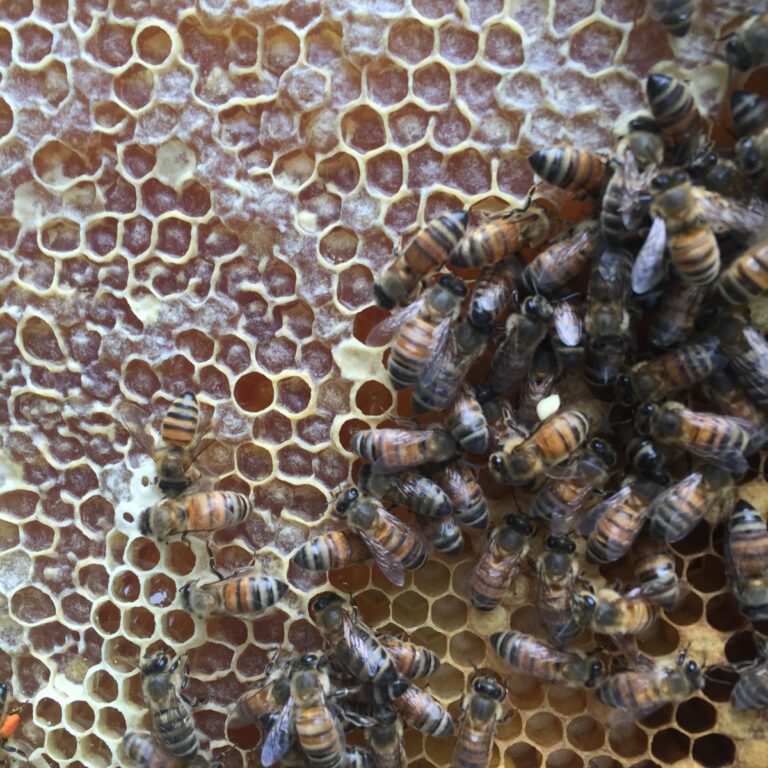 Honey Please - Bees for Sale